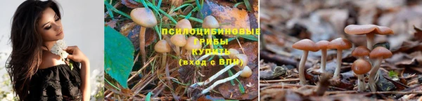 гашик Арсеньев