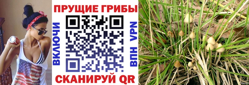 Галлюциногенные грибы Cubensis  Бирюч 